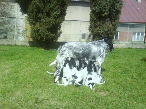 Velk� munsterlandsk� oha�