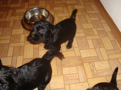 �t�n�tka st�edn�ho �ern�ho kn�ra�e