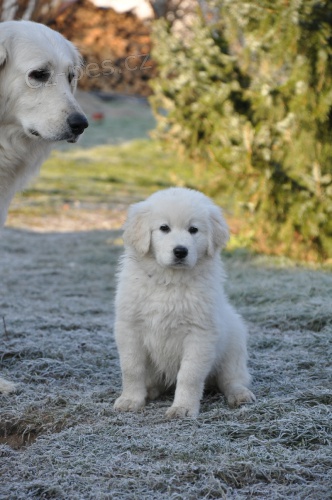 Slovensk� �uva� - fenka s PP