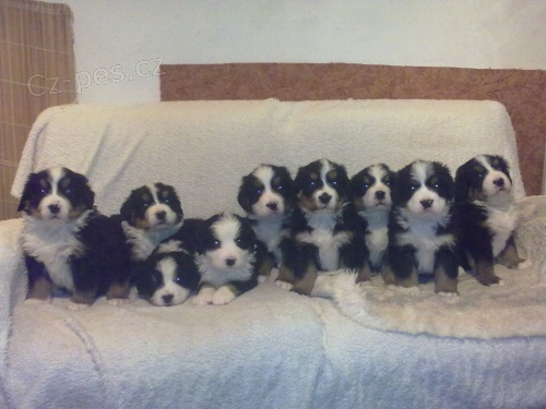 N�dhern� �t���tka bernsk�ho sala�nick�ho psa