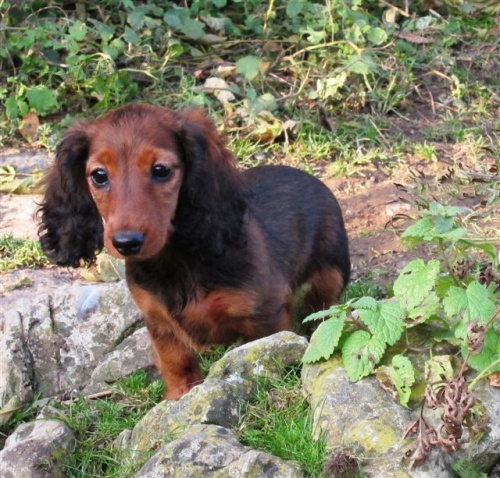 �t��ata jezev��ka