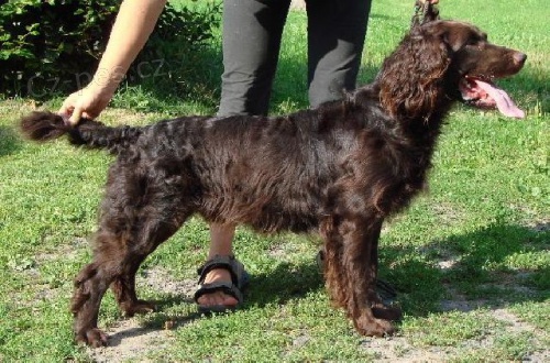 Prod�m n�meck�ho k�epel�ka