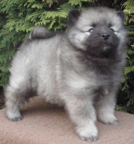 Keeshond / vl�� �pic �pi�kov� �t��ata s PP hl�da�