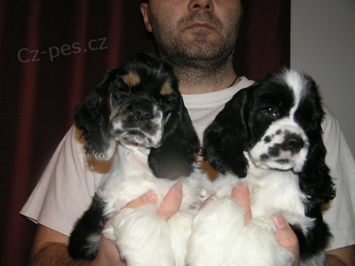 Americk� kokr�pan�l s PP