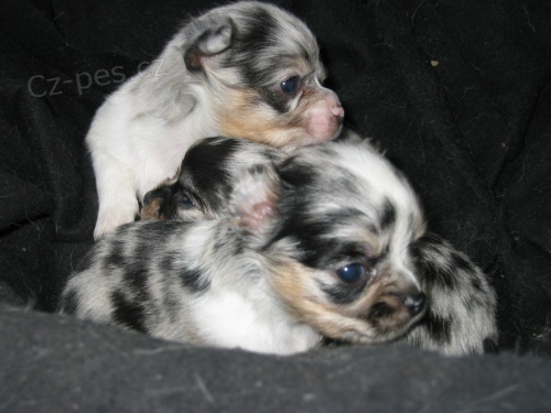 �ivava merle bez PP