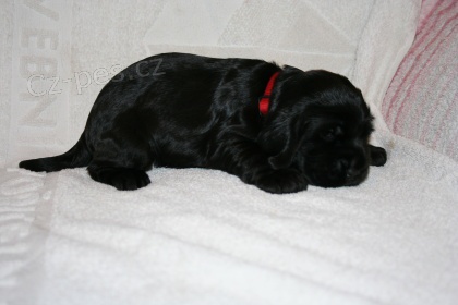 Anglick� kokr�pan�l