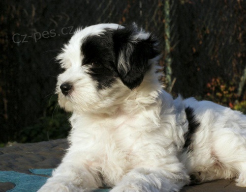 �teniatka - Tibetsk� teri�r