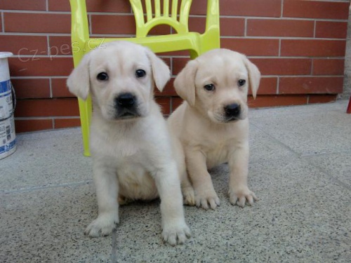 LABRADOR, labradorsk� retr�vr