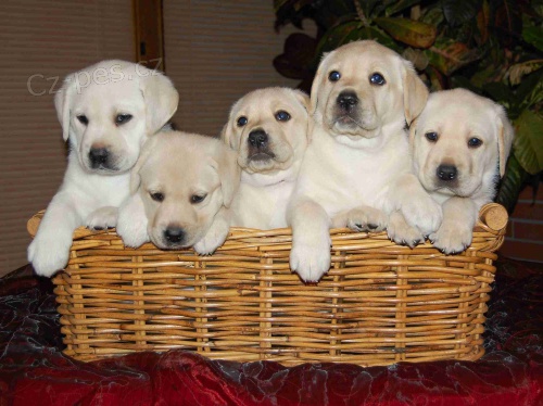 Posledn� voln� fene�ka labradorsk�ho retr�vra 