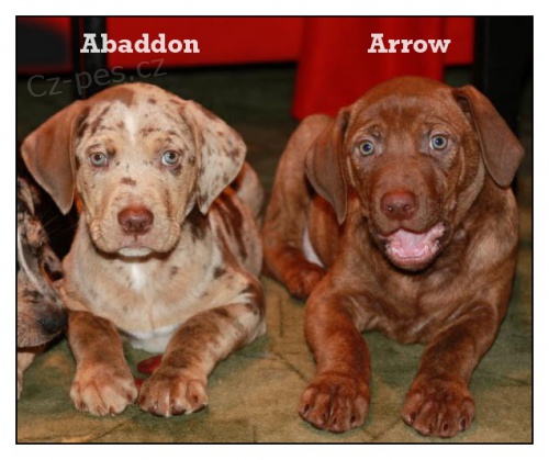 Louisi�nsk� leopard� pes s PP k odb�ru dva pejsci