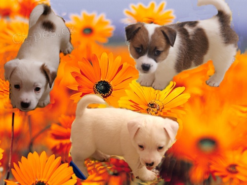 Jack bez PP po rodi��ch s PP