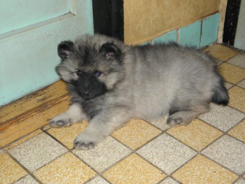 N�meck� �pic vl��/keeshond