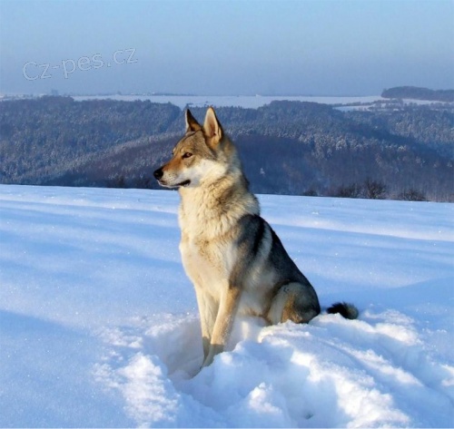 �eskoslovensk� vl��k - �t�n�