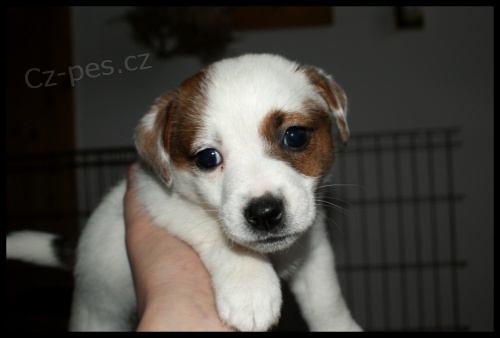 Jack Russell terier s PP