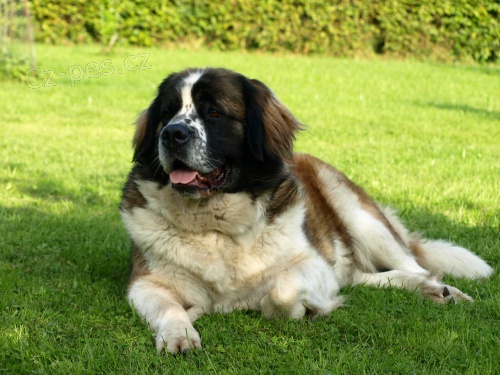 Moskevsk� str�n� pes