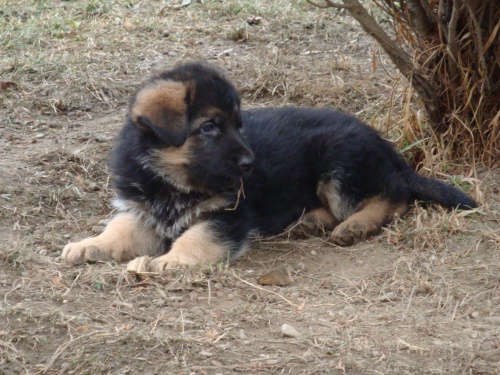 N�meck� ov��k - �t��ata s PP