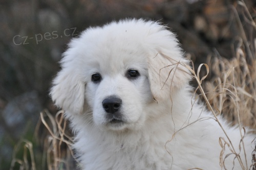 Slovensk� �uva� - fenka s PP