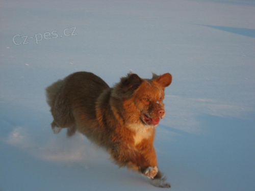 nova scotia duck tolling retr�vr