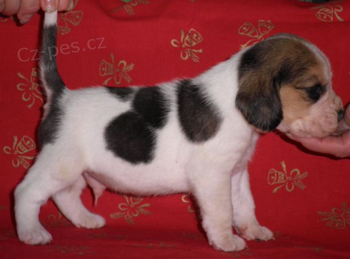 Beagle-b�gl s PP