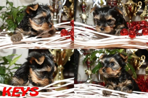 Jork��rsk� teri�r