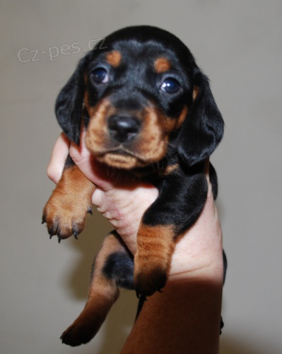 Jezev��k trpasli��/kr�li��