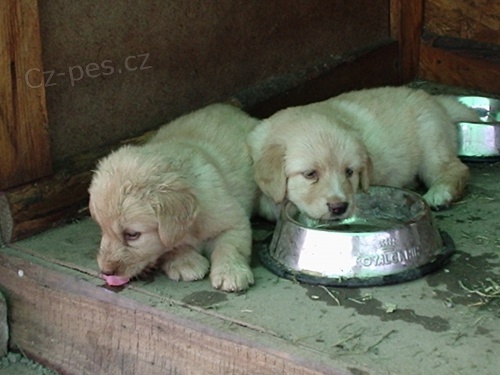 �t���tka hovawarta