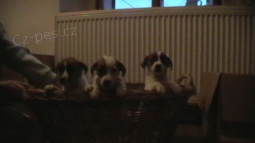 Jack russell teri�r