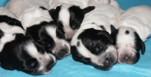 Anglick� kokr�pan�l