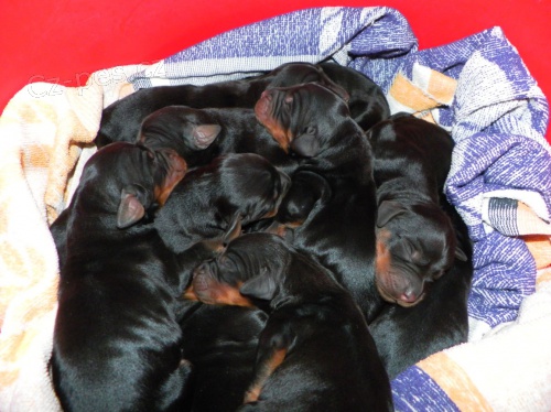 Prod�m �t��ata gordonsetra