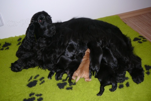 Anglick� kokr�pan�l, �t���tka s PP