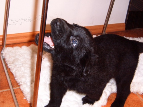 kr�sn� �ern� fene�ka n�meck�ho ov��ka bez PP