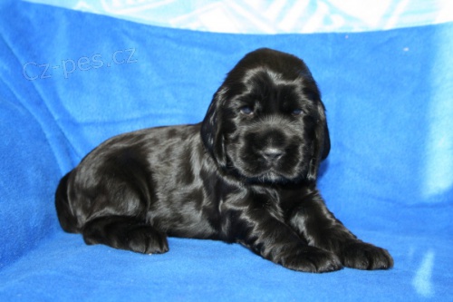 Anhlick� kokr�pan�l