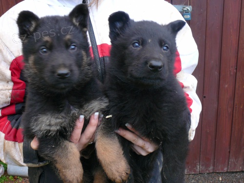 N�meck� ov��k s PP