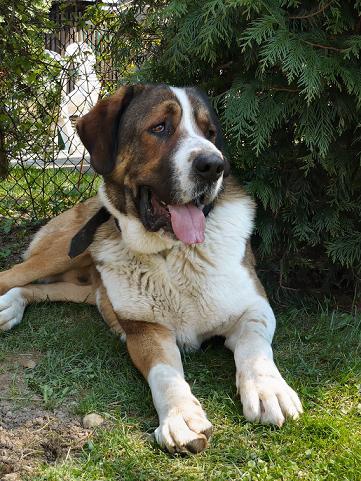 zad�me �t�nata s pp st�edoasijsk� pasteveck� pes