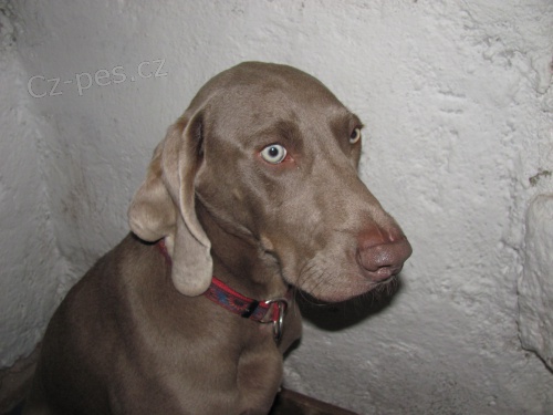 Prod�m V�marsk�ho oha�e