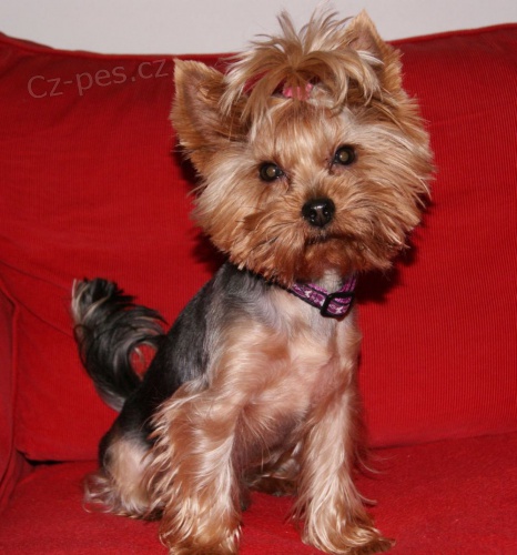 Kryt� jork��rsk� teri�r