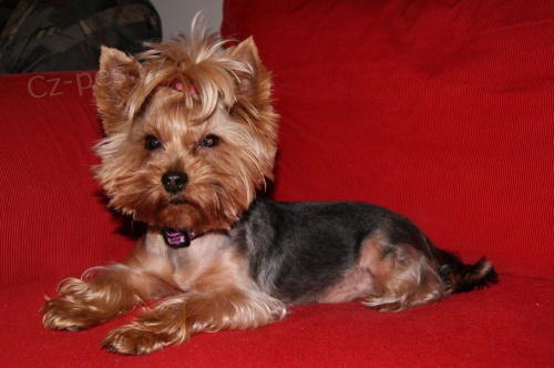 Kryt� jork��rsk� teri�r 