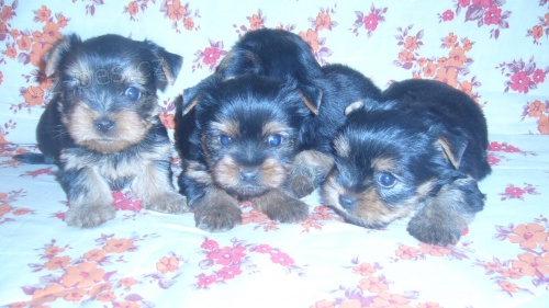 Prod�m �t���tka jork��r�