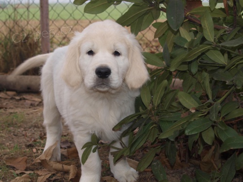 Zlat� retr�vr �t���tko s PP