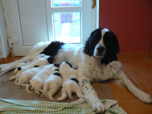 Landseer - �t��ata s PP