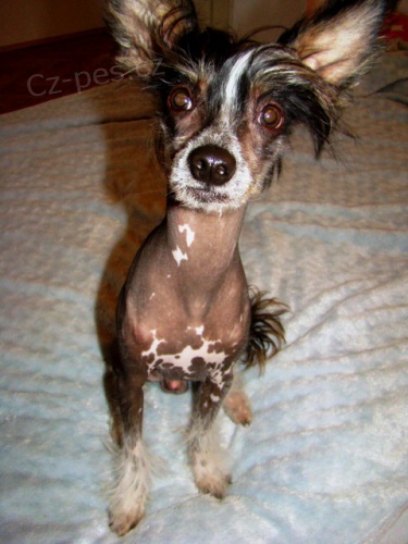 Kryt� ��nsk�ho chocholat�ho pejska