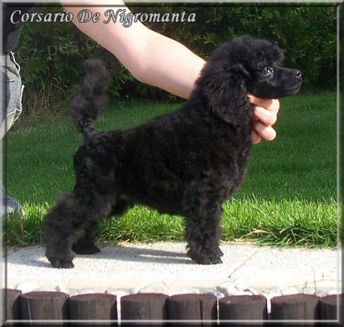 Pudl st�edn� �ern� - �t��ata