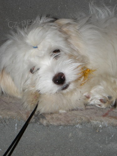 Havansk� ps�k (bi�onek) - ��asn� mazl��ek s PP