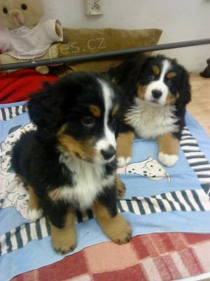 Bernsk� sala�nick� psi