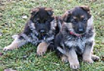 �t��ata NO s PP, vlko�ed�, �ern�, �ern� se znaky