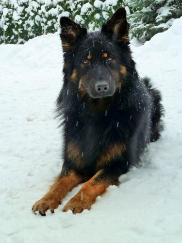 Nab�dka ke kryt� - Chodsk� pes s PP