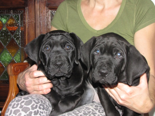 Tosa inu �t��ata �ern� a �erven�