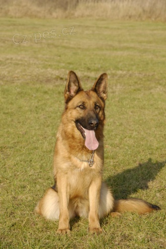 Ztr�ta fenky N�meck�ho ov��ka s PP Bailey Anrebri