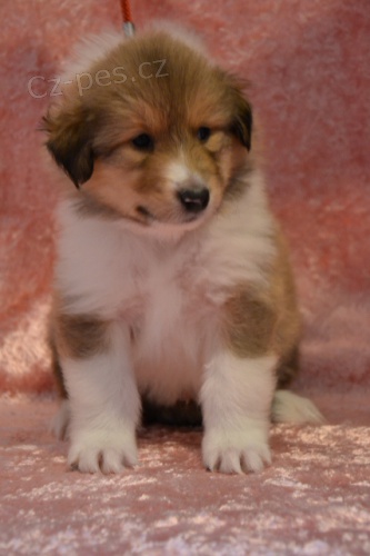 Kolie dlouhosrst� s PP