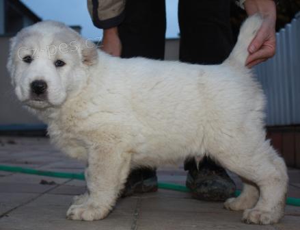 St�edoasijsk� pasteveck� pes - s PP